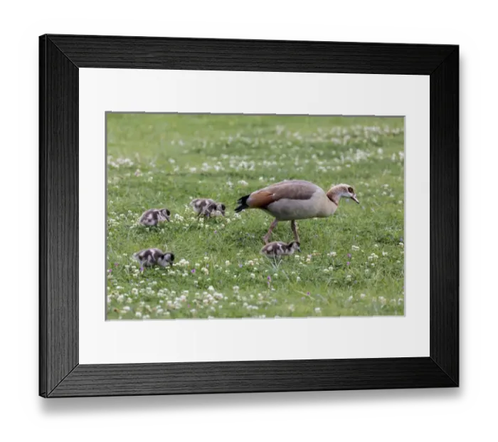 Framed Print : Africa, South Africa, Cape Town. Mother goose with goslings