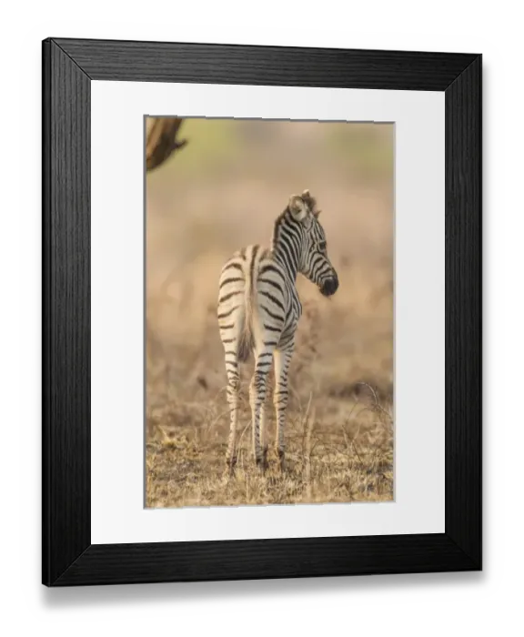 Framed Print : Africa, South Africa, Londolozi Private Game Reserve. Rear of baby zebra. Credit as Framed Print : Africa, South Africa, Londolozi Private Game Reserve. Rear of baby zebra. Credit as