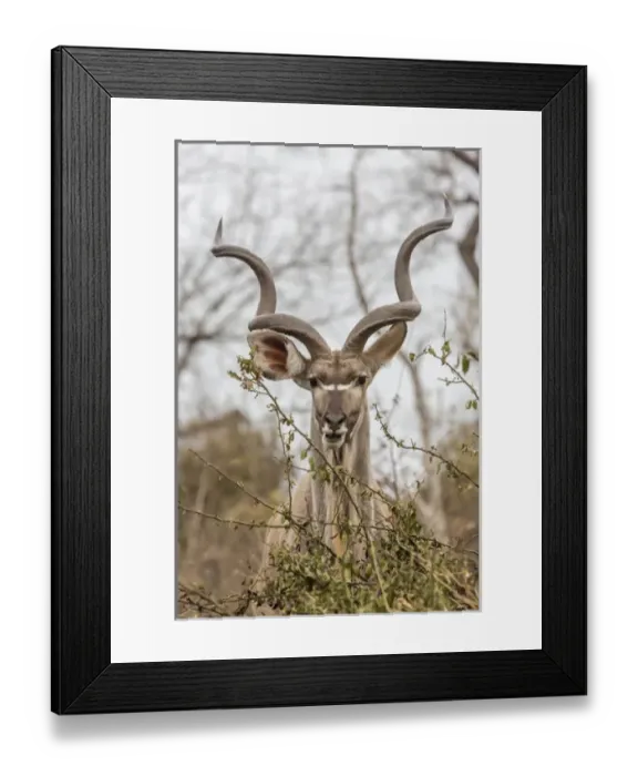Framed Print : Africa, South Africa, Londolozi Private Game Reserve. Adult greater kudu. Credit as Framed Print : Africa, South Africa, Londolozi Private Game Reserve. Adult greater kudu. Credit as