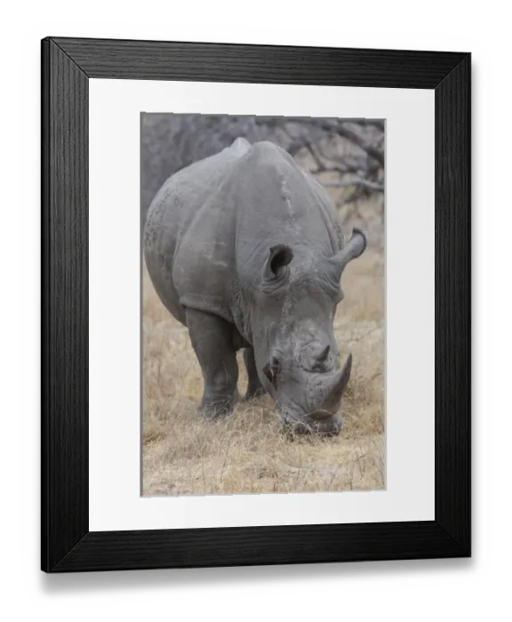 Framed Print : Africa, South Africa, Londolozi Private Game Reserve. Close-up of rhinoceros grazing Framed Print : Africa, South Africa, Londolozi Private Game Reserve. Close-up of rhinoceros grazing