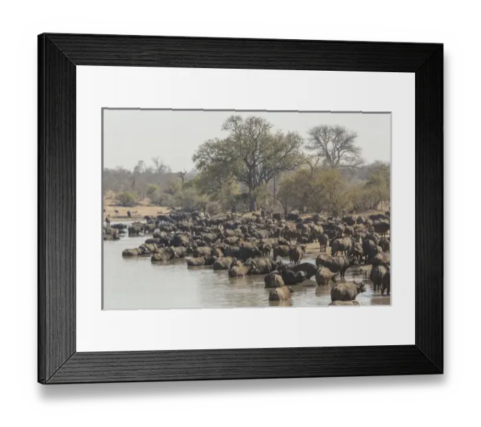 Framed Print : Africa, South Africa, Ngala Private Game Reserve. Cape buffalo herd at water hole