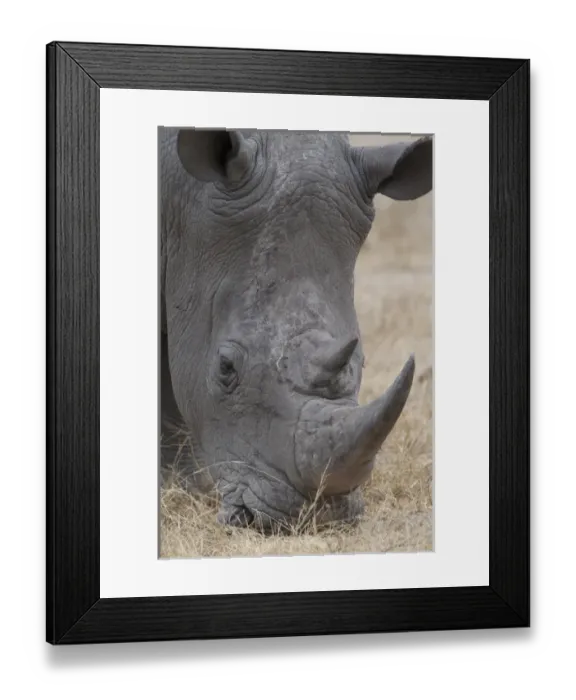 Framed Print : Africa, South Africa, Londolozi Private Game Reserve. Close-up of rhino head. Credit as
