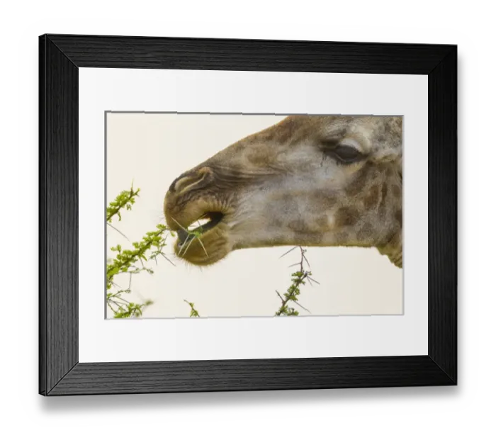 Framed Print : Africa, South Africa, Londolozi Private Game Reserve. Close-up of giraffe feeding on acacia leaves Framed Print : Africa, South Africa, Londolozi Private Game Reserve. Close-up of giraffe feeding on acacia leaves