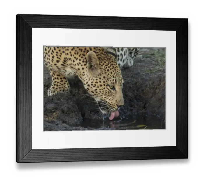 Framed Print : Africa, South Africa, Sabi Sabi Private Game Reserve. Leopard drinking from a waterhole Framed Print : Africa, South Africa, Sabi Sabi Private Game Reserve. Leopard drinking from a waterhole