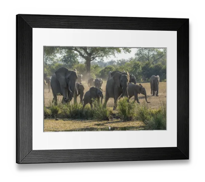 Framed Print : Africa, South Africa, Sabi Sabi Private Game Reserve. Elephants running to a waterhole Framed Print : Africa, South Africa, Sabi Sabi Private Game Reserve. Elephants running to a waterhole
