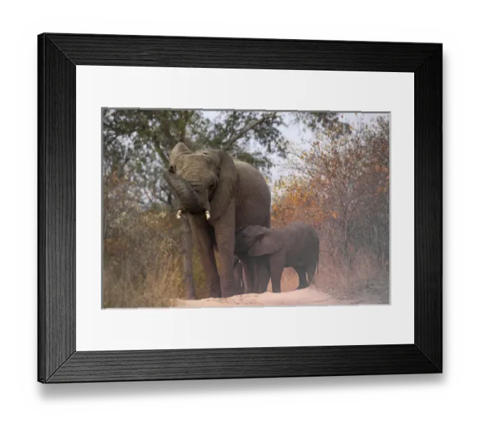 Framed Print : Africa, South Africa, Sabi Sabi Private Game Reserve. Nursing baby elephant. Credit as