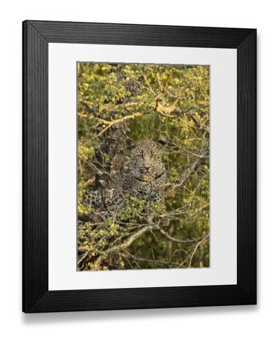 Framed Print : Africa, South Africa, Sabi Sabi Private Game Reserve. Leopard cub hiding from heyenas Framed Print : Africa, South Africa, Sabi Sabi Private Game Reserve. Leopard cub hiding from heyenas