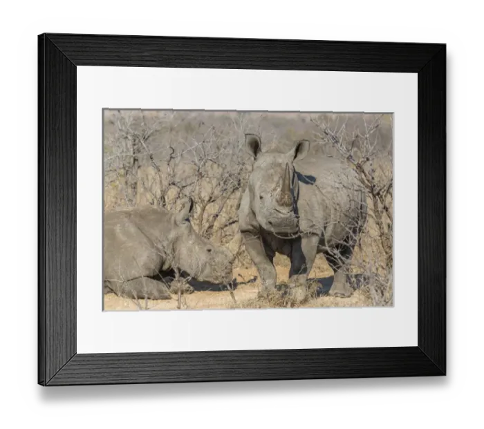 Framed Print : Africa, South Africa, Ngala Private Game Reserve Framed Print : Africa, South Africa, Ngala Private Game Reserve