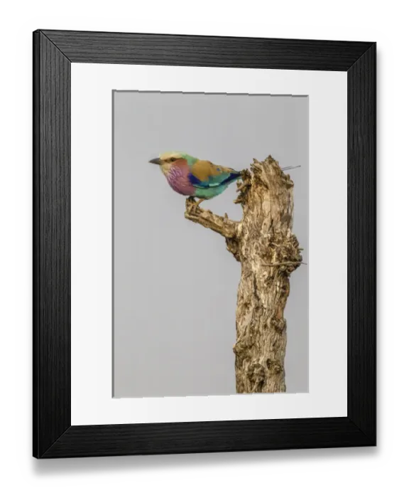 Framed Print : Africa, South Africa, Londolozi Private Game Reserve. Lilac-breasted roller bird on stump Framed Print : Africa, South Africa, Londolozi Private Game Reserve. Lilac-breasted roller bird on stump