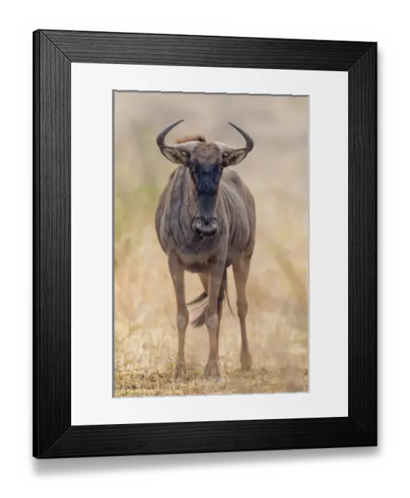 Framed Print : Africa, South Africa, Londolozi Private Game Reserve. Frontal view of gnu. Credit as Framed Print : Africa, South Africa, Londolozi Private Game Reserve. Frontal view of gnu. Credit as