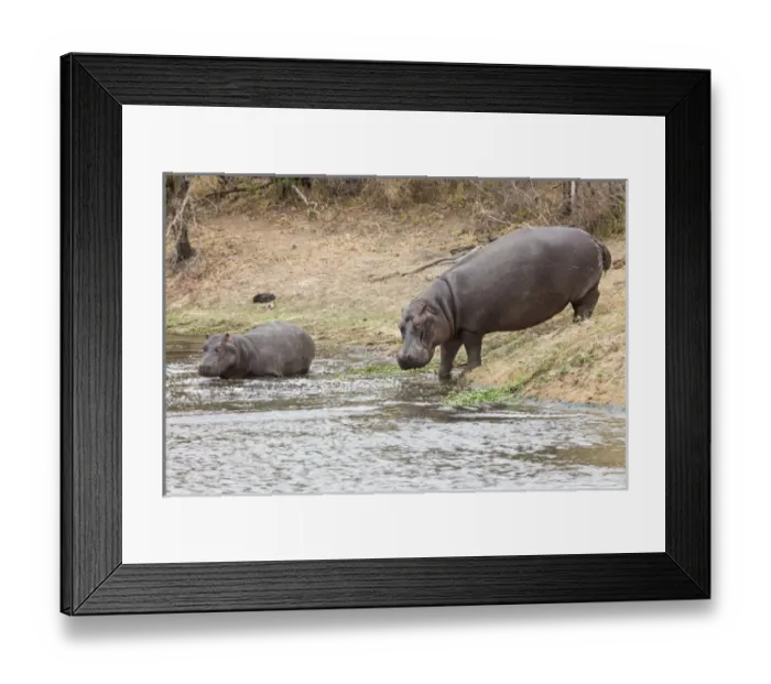 Framed Print : Africa, South Africa, Londolozi Private Game Reserve. Adult and juvenile hippopotamus Framed Print : Africa, South Africa, Londolozi Private Game Reserve. Adult and juvenile hippopotamus