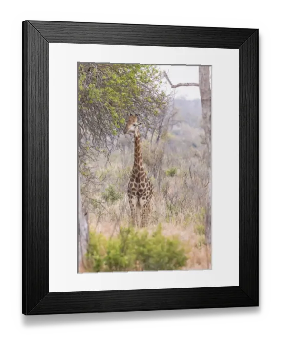 Framed Print : Africa, South Africa, Londolozi Private Game Reserve. Giraffe stands under tree. Credit as Framed Print : Africa, South Africa, Londolozi Private Game Reserve. Giraffe stands under tree. Credit as