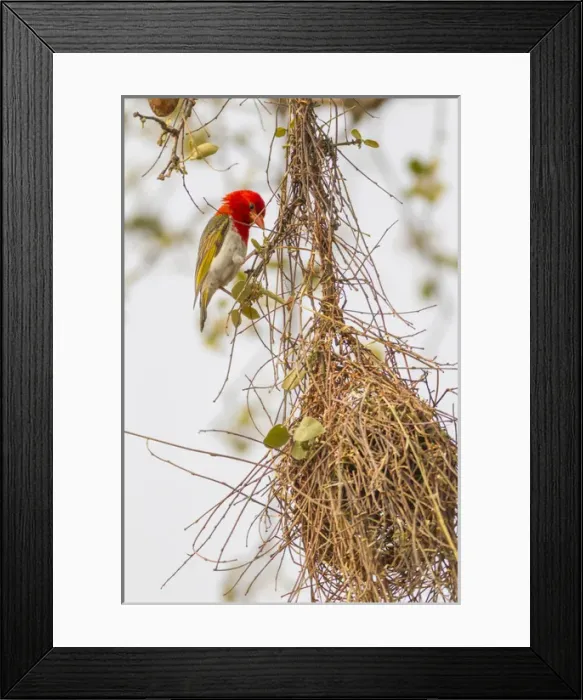 Framed Print : Africa, South Africa, Londolozi Private Game Reserve. Male red-headed weaver on nest