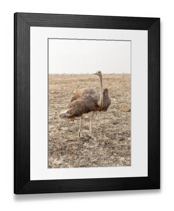 Framed Print : Africa, South Africa. Female ostrich in mating display Framed Print : Africa, South Africa. Female ostrich in mating display