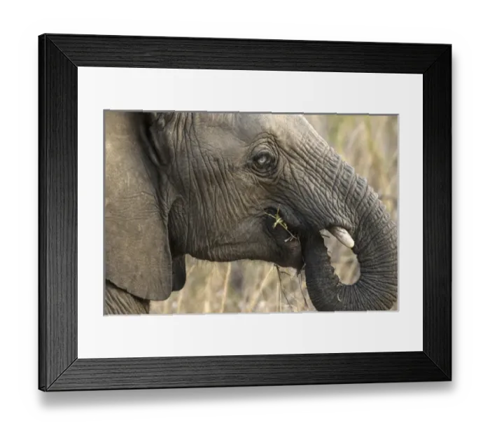 Framed Print : Africa, South Africa, Sabi Sabi Private Game Reserve. Very rare blue-eyed elephant Framed Print : Africa, South Africa, Sabi Sabi Private Game Reserve. Very rare blue-eyed elephant