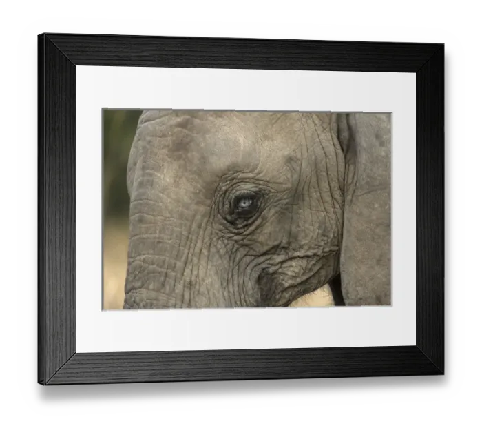 Framed Print : Africa, South Africa, Sabi Sabi Private Game Reserve. Very rare blue-eyed elephant Framed Print : Africa, South Africa, Sabi Sabi Private Game Reserve. Very rare blue-eyed elephant