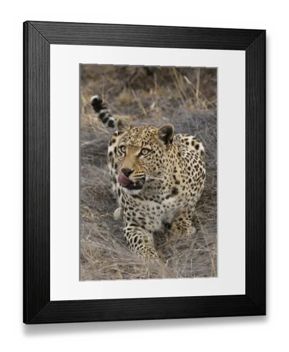 Framed Print : Africa, South Africa, Sabi Sabi Private Game Reserve. Crouching leopard. Credit as Framed Print : Africa, South Africa, Sabi Sabi Private Game Reserve. Crouching leopard. Credit as