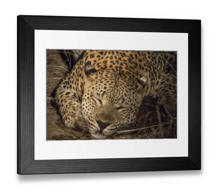Framed Print : Africa, South Africa, Sabi Sabi Private Game Reserve. Leopard sleeping at night. Credit as Framed Print : Africa, South Africa, Sabi Sabi Private Game Reserve. Leopard sleeping at night. Credit as
