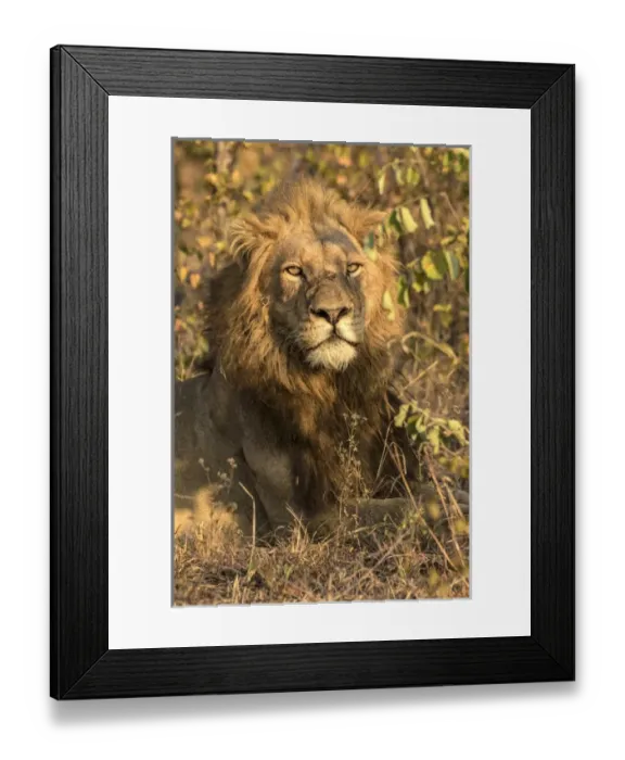 Framed Print : Africa, South Africa, Sabi Sabi Private Game Reserve. Male lion resting. Credit as Framed Print : Africa, South Africa, Sabi Sabi Private Game Reserve. Male lion resting. Credit as