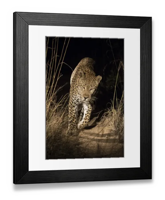Framed Print : Africa, South Africa, Sabi Sabi Private Game Reserve. Leopard walking trail at night Framed Print : Africa, South Africa, Sabi Sabi Private Game Reserve. Leopard walking trail at night