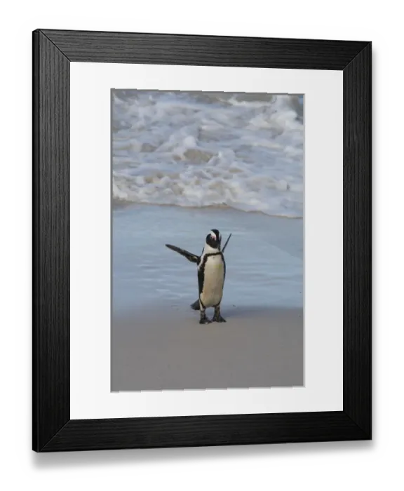 Framed Print : South Africa, Cape Town, Simons Town, Table Mountain National Park, Boulders Beach