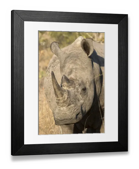 Framed Print : Africa, South Africa, Sabi Sabi Private Game Reserve. Close-up of rhinoceros. Credit as Framed Print : Africa, South Africa, Sabi Sabi Private Game Reserve. Close-up of rhinoceros. Credit as