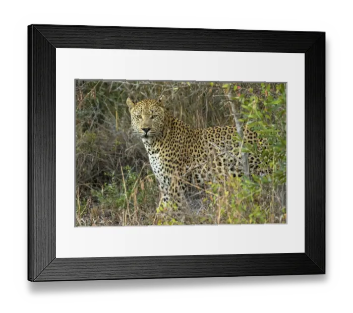 Framed Print : Africa, South Africa, Sabi Sabi Private Game Reserve