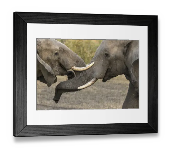 Framed Print : Africa, South Africa, Sabi Sabi Private Game Reserve. Sparing elephants. Credit as Framed Print : Africa, South Africa, Sabi Sabi Private Game Reserve. Sparing elephants. Credit as