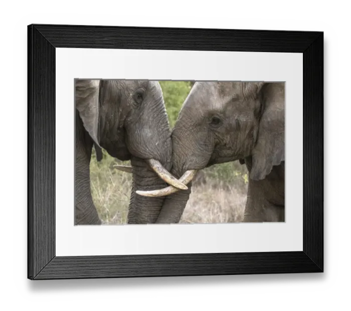 Framed Print : Africa, South Africa, Sabi Sabi Private Game Reserve. Sparing elephants. Credit as Framed Print : Africa, South Africa, Sabi Sabi Private Game Reserve. Sparing elephants. Credit as