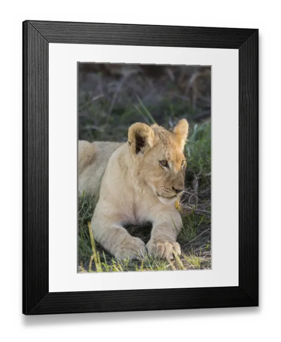 Framed Print : South Africa, Eastern Cape, East London. Inkwenkwezi Game Reserve. Lion cub (WILD Framed Print : South Africa, Eastern Cape, East London. Inkwenkwezi Game Reserve. Lion cub (WILD