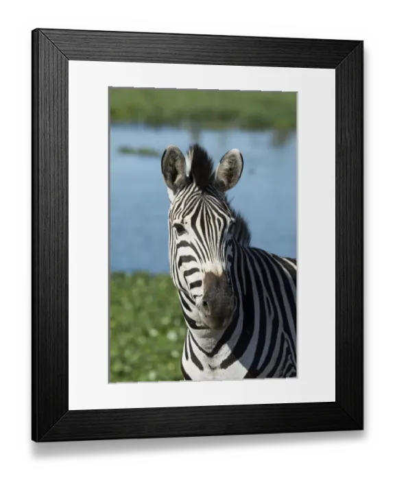 Framed Print : South Africa, Durban. Tala Game Reserve. Plains zebra (Equus quagga, formerly Equus burchellii) Framed Print : South Africa, Durban. Tala Game Reserve. Plains zebra (Equus quagga, formerly Equus burchellii)