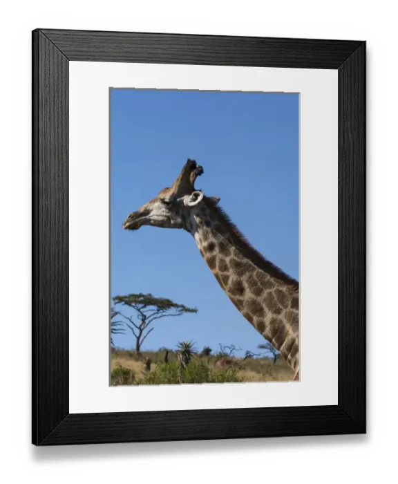 Framed Print : South Africa, Durban, Tala Game Reserve. Giraffe (Wild: Giraffa camelopardalis)