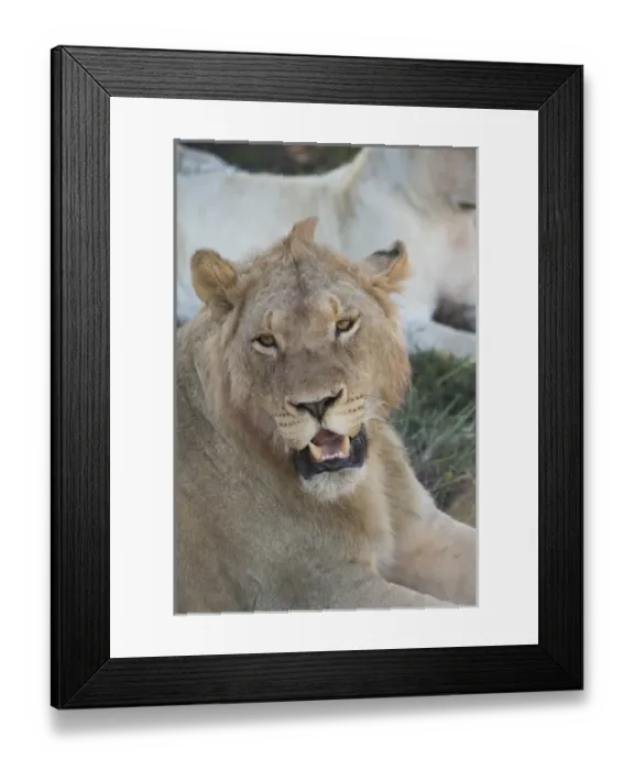 Framed Print : South Africa, Eastern Cape, East London. Inkwenkwezi Game Reserve. Young male lion (WILD Framed Print : South Africa, Eastern Cape, East London. Inkwenkwezi Game Reserve. Young male lion (WILD