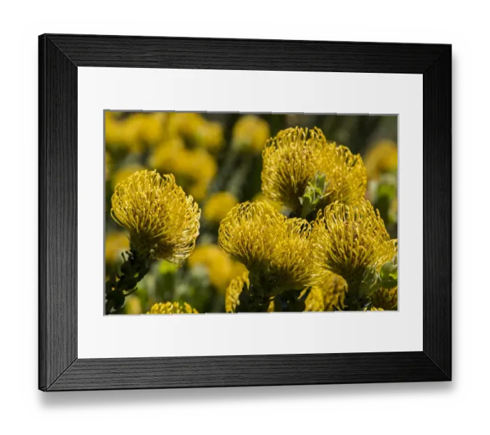Framed Print : South Africa, Cape Town. Yellow protea flowers, aka pincushion flowers Framed Print : South Africa, Cape Town. Yellow protea flowers, aka pincushion flowers