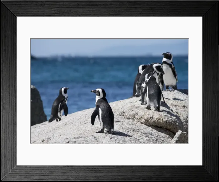 Framed Print : South Africa, Cape Town, Simons Town, Boulders Beach. African penguin colony