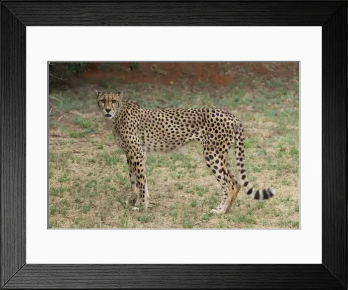 Framed Print : South Africa, Pretoria, De Wildt Shingwedzi Cheetah & Wildlife Preserve & Ann van Framed Print : South Africa, Pretoria, De Wildt Shingwedzi Cheetah & Wildlife Preserve & Ann van