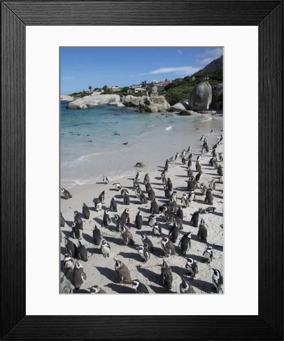 Framed Print : South Africa, Cape Town, Simons Town, Boulders Beach. African penguin colony