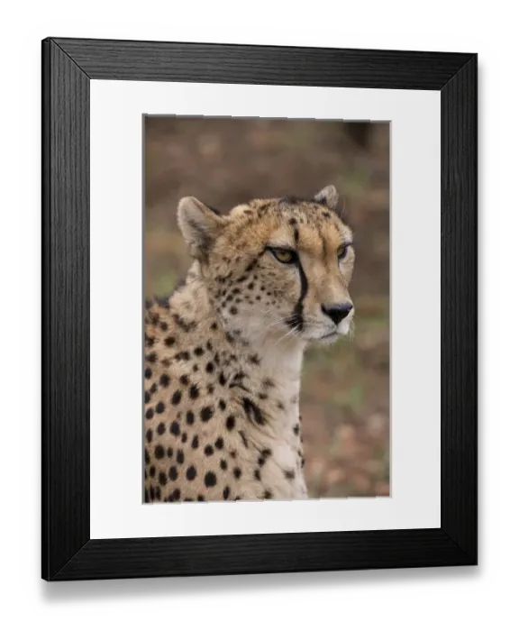 Framed Print : South Africa, Pretoria, De Wildt Shingwedzi Cheetah & Wildlife Preserve & Ann van Framed Print : South Africa, Pretoria, De Wildt Shingwedzi Cheetah & Wildlife Preserve & Ann van