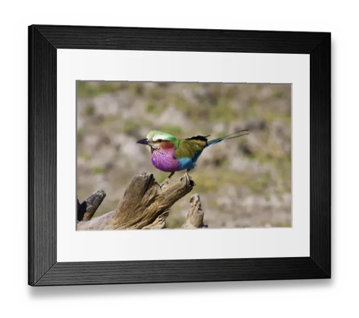 Framed Print : Lilac Breasted Roller (Coracias caudata), Kruger National Park, South Africa Framed Print : Lilac Breasted Roller (Coracias caudata), Kruger National Park, South Africa