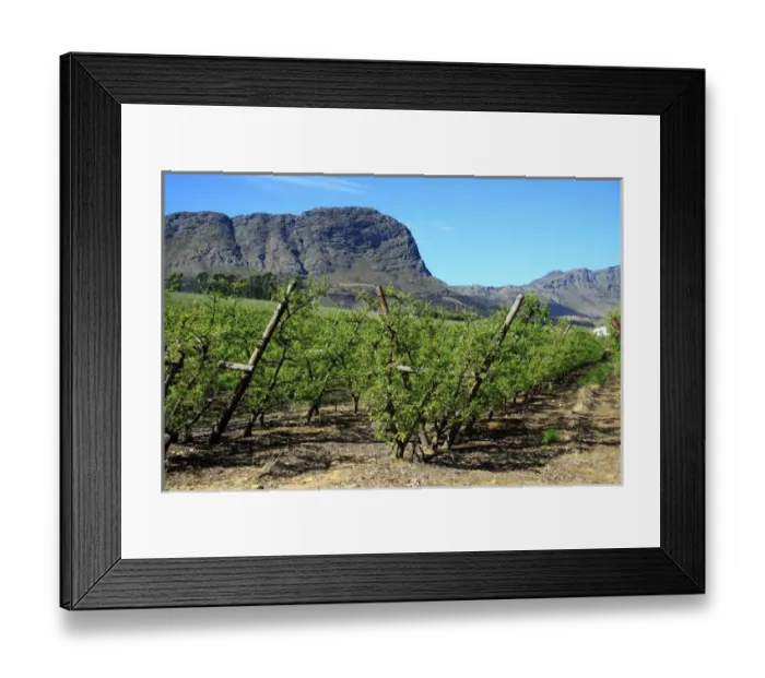 Framed Print : Vineyards of Franschoek, Cape winelands, Western Cape, South Africa, Africa Framed Print : Vineyards of Franschoek, Cape winelands, Western Cape, South Africa, Africa