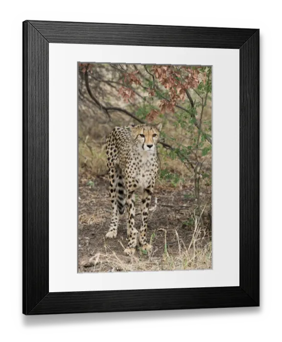 Framed Print : South Africa, Pretoria, De Wildt Shingwedzi Cheetah & Wildlife Preserve & Ann van Framed Print : South Africa, Pretoria, De Wildt Shingwedzi Cheetah & Wildlife Preserve & Ann van