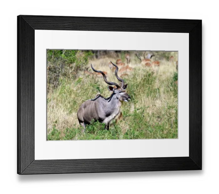 Framed Print : Male greater kudu (Tragelaphus strepsiceros) Kruger National Park, South Africa, Africa