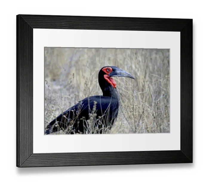 Framed Print : Close-up of a Ground Hornbill, Kruger National Park, South Africa (Bucorvus leadbeateri) Framed Print : Close-up of a Ground Hornbill, Kruger National Park, South Africa (Bucorvus leadbeateri)