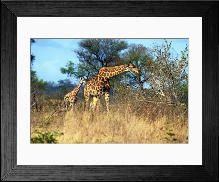 Framed Print : Adult and baby Cape Giraffe, (Giraffa camelopardalis giraffa), Kruger National park Framed Print : Adult and baby Cape Giraffe, (Giraffa camelopardalis giraffa), Kruger National park