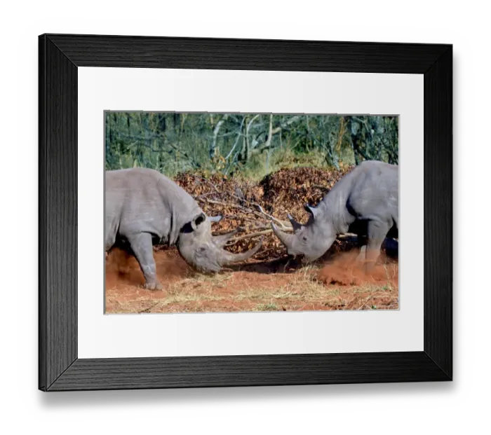 Framed Print : Two White Rhinoceros, Square Lipped Rhinoceros (Ceratotherium simum) fighting in