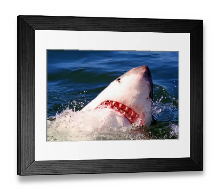 Framed Print : Great White Shark (Carcharodon carcharias) breaks the surface of the water in Capetown Framed Print : Great White Shark (Carcharodon carcharias) breaks the surface of the water in Capetown