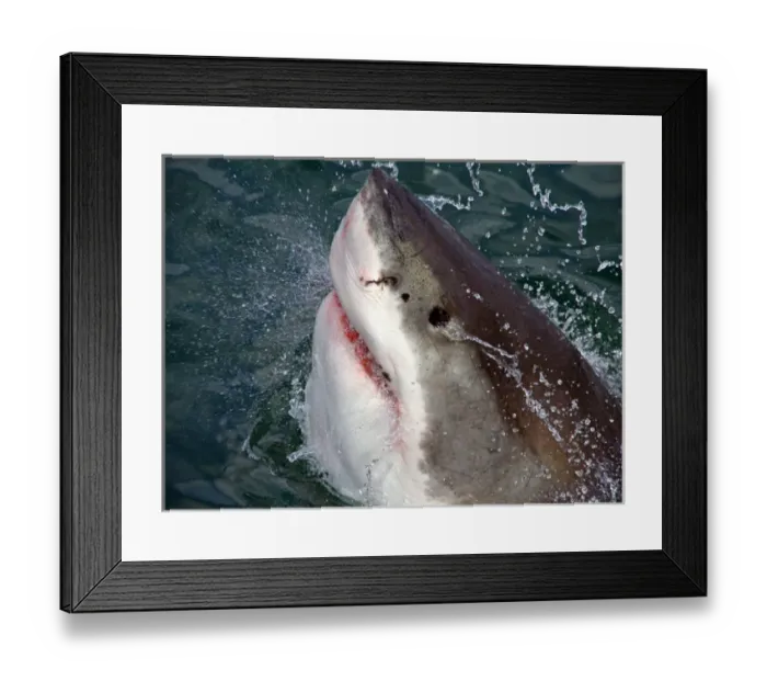 Framed Print : Great White Shark (Carcharodon carcharias) breaks the surface of the water in Capetown Framed Print : Great White Shark (Carcharodon carcharias) breaks the surface of the water in Capetown
