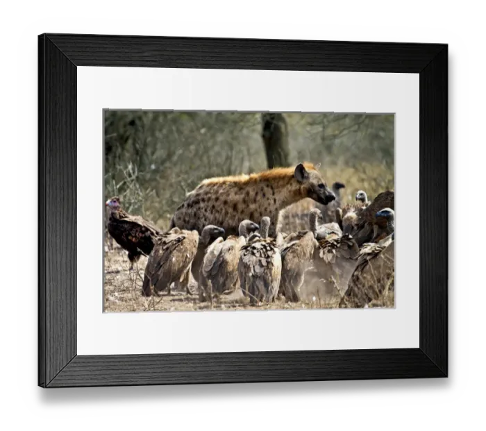 Framed Print : Spotted hyenas (Crocuta crocuta) and vultures scavenging on a carcass in Kruger National Park Framed Print : Spotted hyenas (Crocuta crocuta) and vultures scavenging on a carcass in Kruger National Park