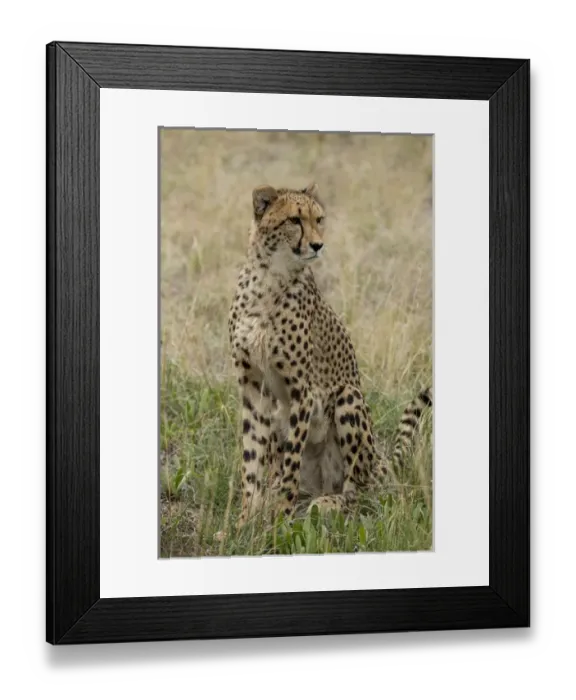 Framed Print : South Africa, Pretoria, De Wildt Shingwedzi Cheetah & Wildlife Preserve & Ann van Framed Print : South Africa, Pretoria, De Wildt Shingwedzi Cheetah & Wildlife Preserve & Ann van
