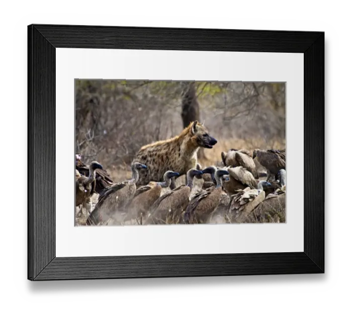 Framed Print : Spotted hyenas (Crocuta crocuta) and vultures (Gyps africanus) scavenging on a carcass